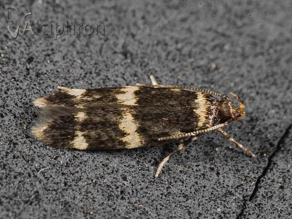 Oegoconia deauratella