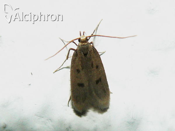 Nukusa praeditella