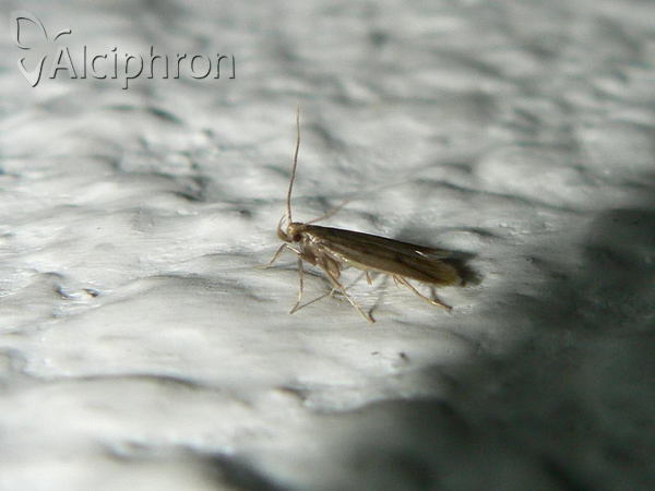 Nukusa praeditella