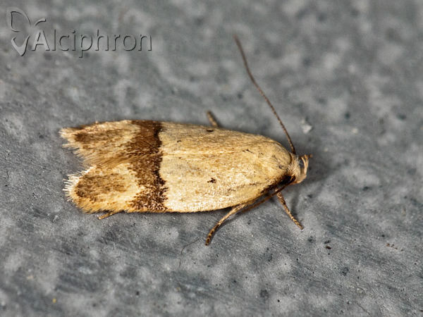Odites kollarella