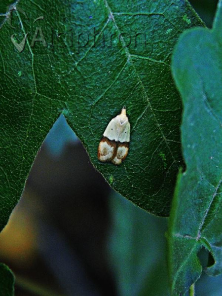 Odites kollarella