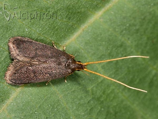 Lecithocera nigrana