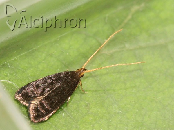 Lecithocera nigrana