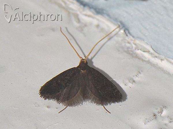 Lecithocera nigrana