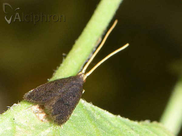 Lecithocera nigrana
