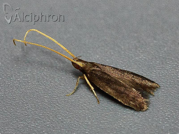 Lecithocera nigrana