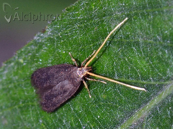 Lecithocera nigrana