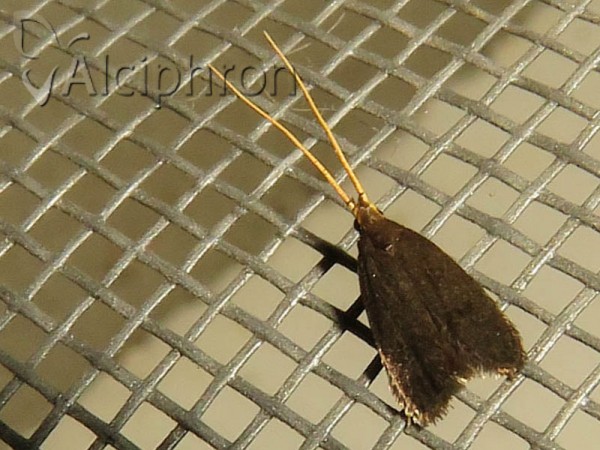 Lecithocera nigrana