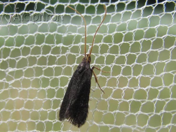 Lecithocera nigrana