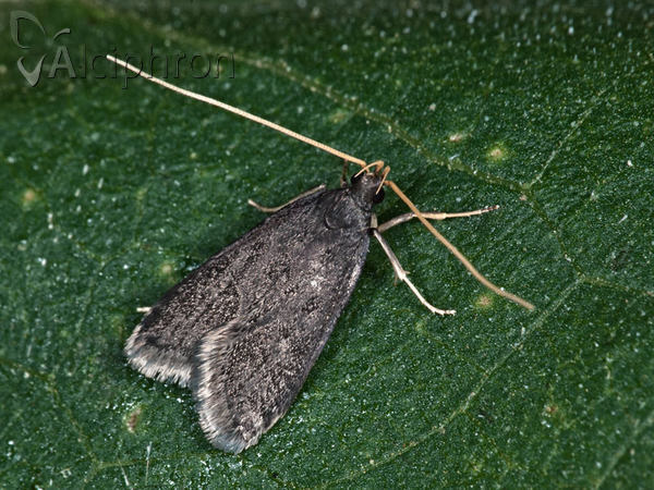 Homaloxestis briantiella