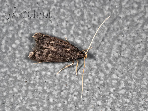 Homaloxestis briantiella