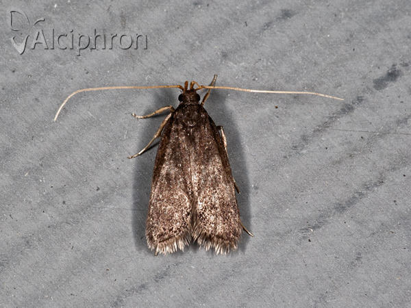 Homaloxestis briantiella
