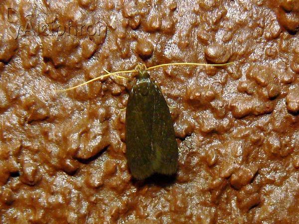Homaloxestis briantiella