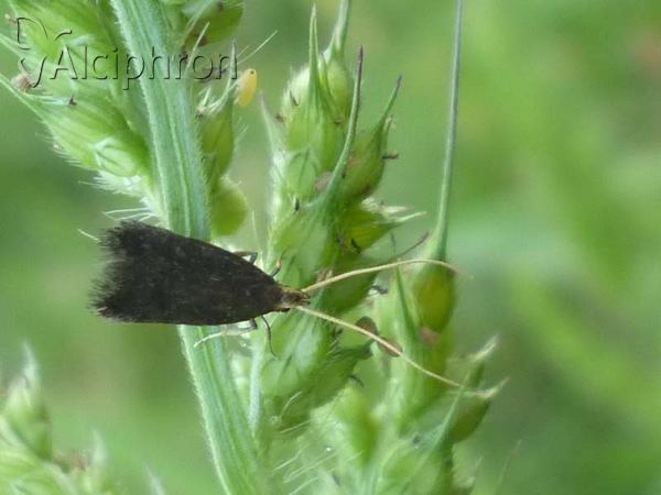 Homaloxestis briantiella