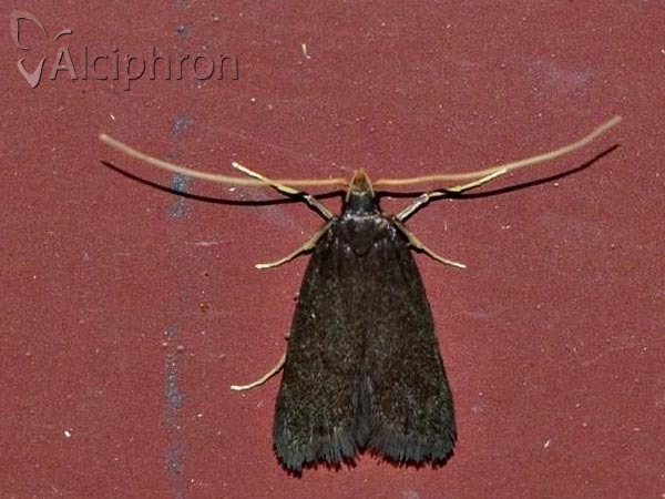 Homaloxestis briantiella