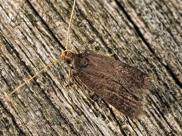 Homaloxestis briantiella