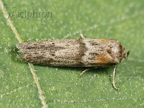 Blastobasis phycidella