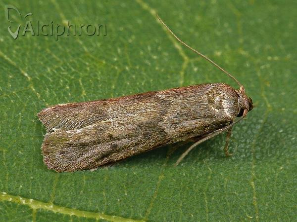 Blastobasis phycidella