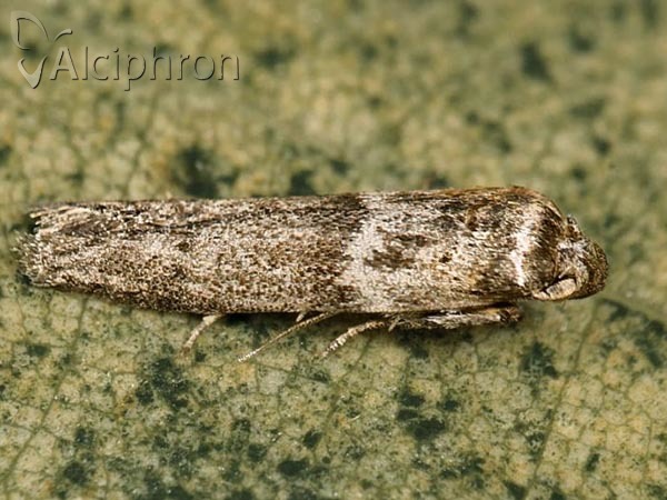 Blastobasis phycidella