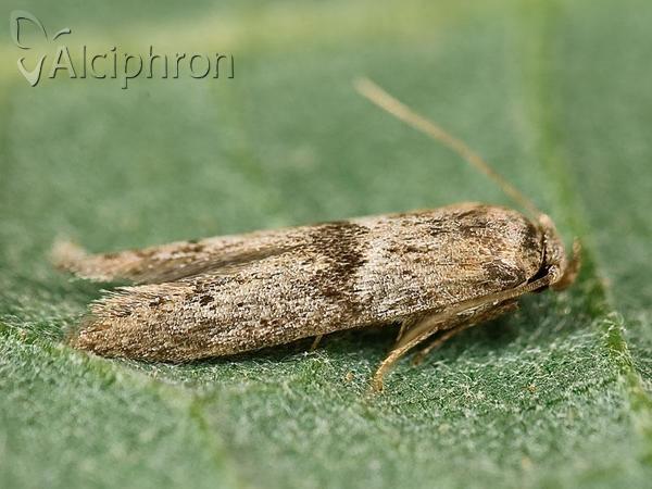 Blastobasis phycidella