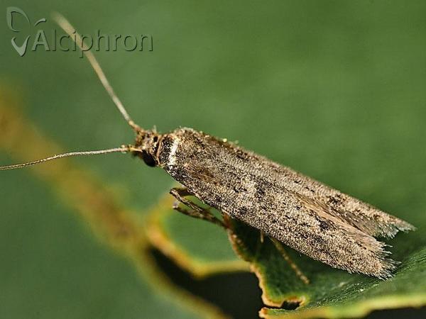 Blastobasis phycidella
