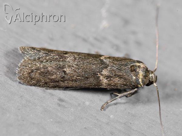 Blastobasis phycidella