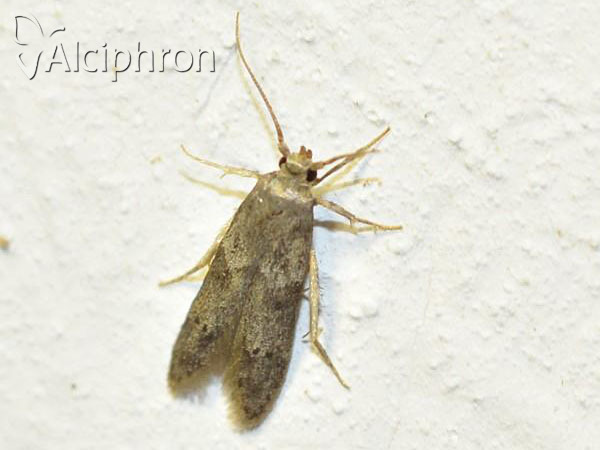 Blastobasis phycidella
