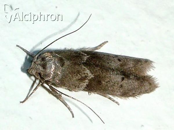 Blastobasis huemeri