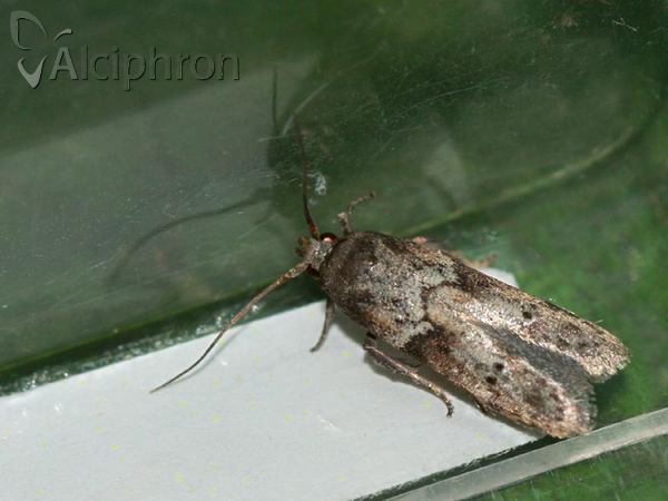 Blastobasis huemeri