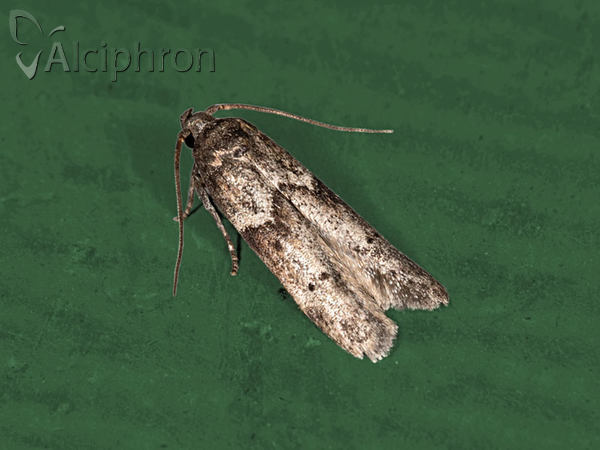 Blastobasis huemeri