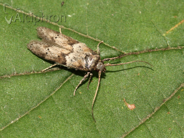 Blastobasis huemeri