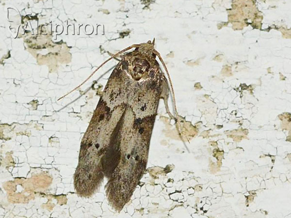 Blastobasis huemeri