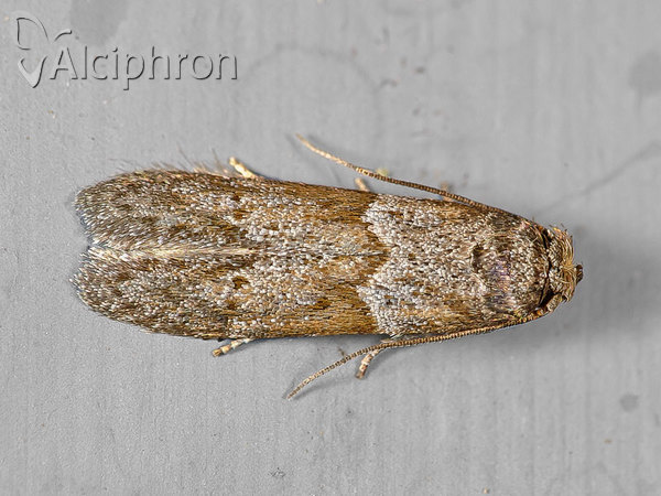 Blastobasis huemeri