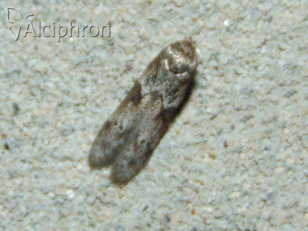 Blastobasis huemeri