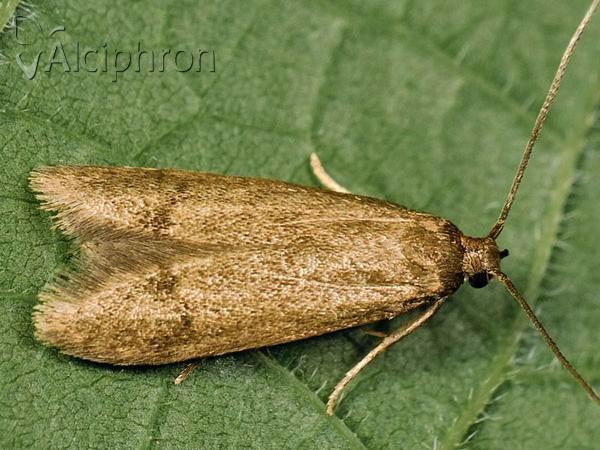 Hypatopa inunctella