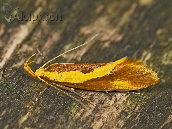 Harpella forficella