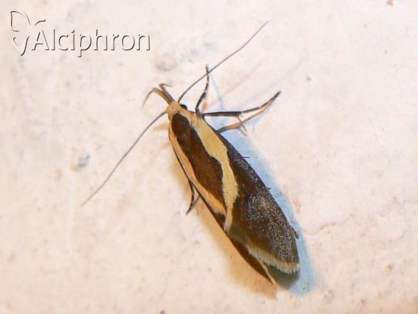 Harpella forficella