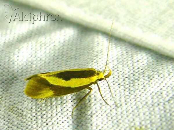 Harpella forficella