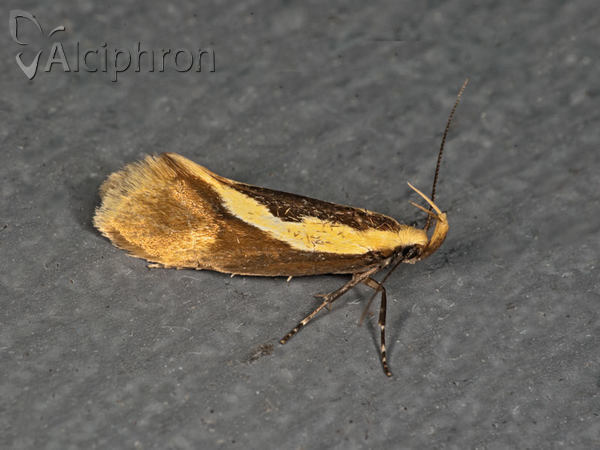 Harpella forficella