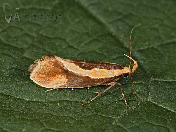 Harpella forficella