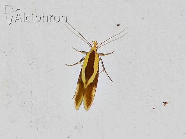 Harpella forficella