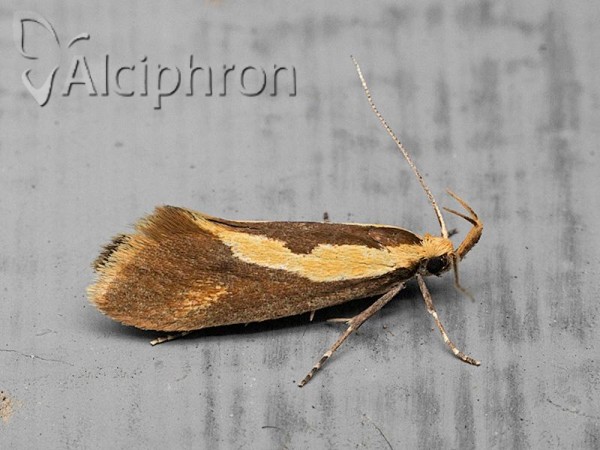 Harpella forficella