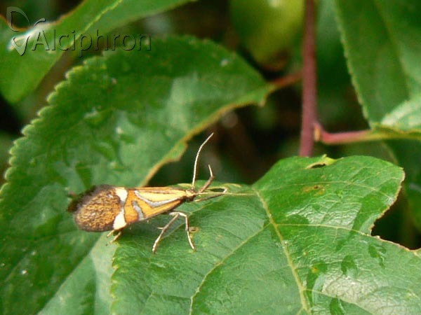 Alabonia staintoniella