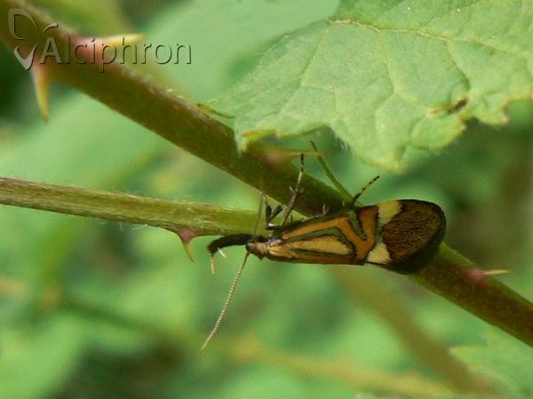 Alabonia staintoniella