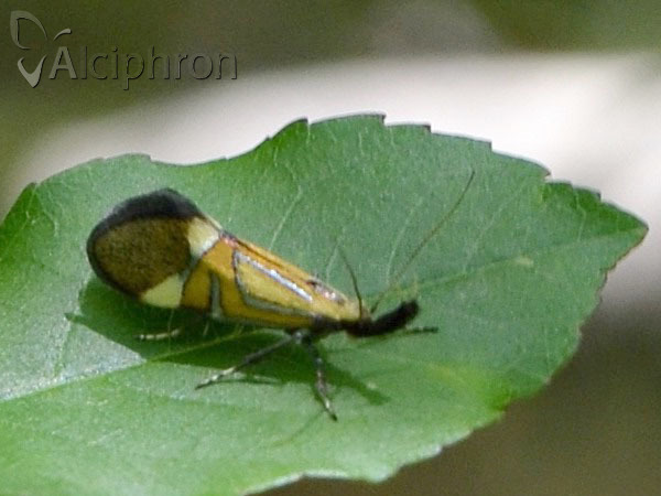 Alabonia staintoniella