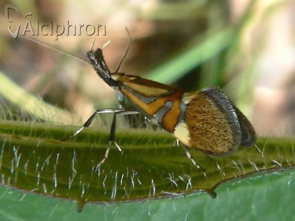 Alabonia staintoniella