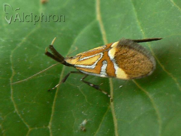 Alabonia staintoniella