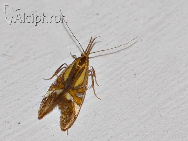 Alabonia staintoniella