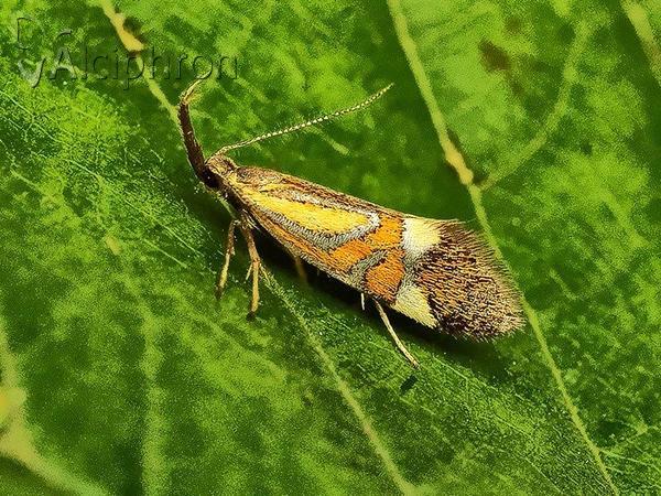 Alabonia staintoniella