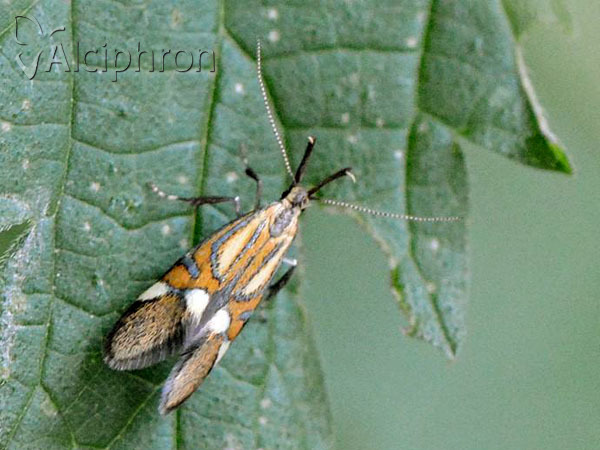 Alabonia staintoniella
